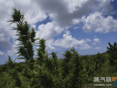 巴哈马计划合法化医疗和宗教用途大麻 将设立大麻管理机构